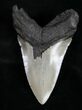 Dagger Shaped Lower Megalodon Tooth #10500-2
